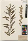 Foto von Salix humilis Marshall x Salix sericea Marshall
